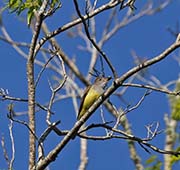 Picture/image of Great Crested Flycatcher