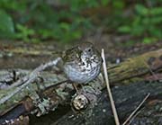 Picture/image of Gray-cheeked Thrush