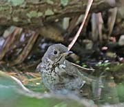 Picture/image of Gray-cheeked Thrush