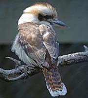 Picture/image of Laughing Kookaburra