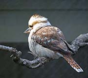 Picture/image of Laughing Kookaburra