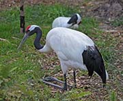 Picture/image of Red-crowned Crane