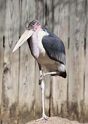  Marabou Stork