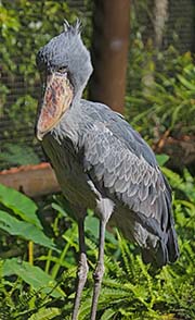 Picture/image of Shoebill