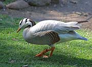 Picture/image of Bar-headed Goose