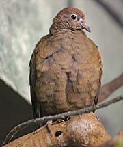Picture/image of White-throated Ground-Dove