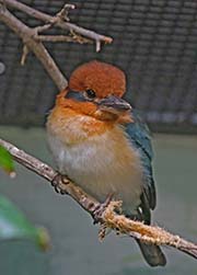 Picture/image of Micronesian Kingfisher