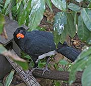 Picture/image of Yellow-knobbed Curassow