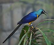 Picture/image of Golden-breasted Starling