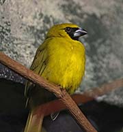 Picture/image of Yellow-green Grosbeak