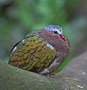 Picture/image of Common Emerald Dove