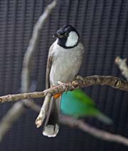 Picture/image of White-eared Bulbul