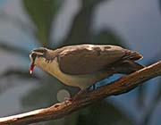 Picture/image of Tambourine Dove