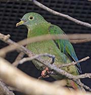Picture/image of Black-naped Fruit-Dove