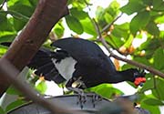 Picture/image of Yellow-knobbed Curassow