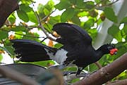 Picture/image of Yellow-knobbed Curassow