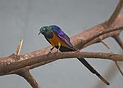 Picture/image of Golden-breasted Starling