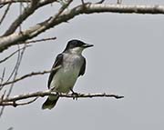Picture/image of Eastern Kingbird