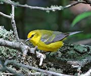 Picture/image of Blue-winged Warbler