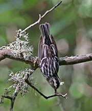 Picture/image of Black-and-white Warbler