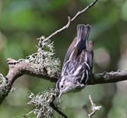Picture/image of Black-and-white Warbler