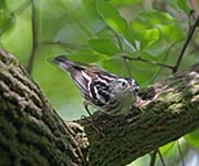 Picture/image of Black-and-white Warbler