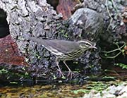 Picture/image of Northern Waterthrush
