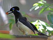 Picture/image of Plush-crested Jay