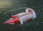 Picture/image of Greater Flamingo