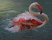  Greater Flamingo