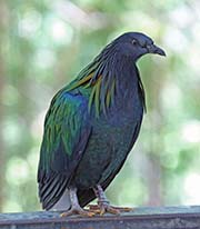 Picture/image of Nicobar Pigeon
