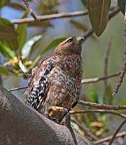 Picture/image of Red-shouldered Hawk