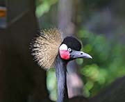 Picture/image of Black Crowned Crane