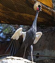 Picture/image of Black Crowned Crane