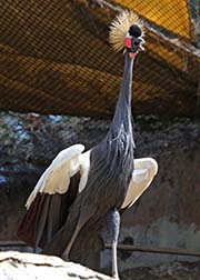 Picture/image of Black Crowned Crane