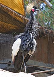 Picture/image of Black Crowned Crane