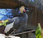 Picture/image of Black Crowned Crane