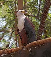 Picture/image of African Fish Eagle