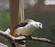 Picture/image of White-headed Buffalo-Weaver