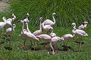 Picture/image of Lesser Flamingo