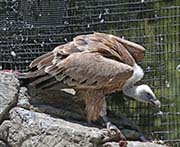 Picture/image of Griffon Vulture