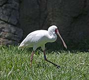Picture/image of African Spoonbill