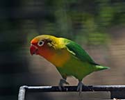 Picture/image of Fischer's Lovebird