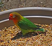 Picture/image of Fischer's Lovebird