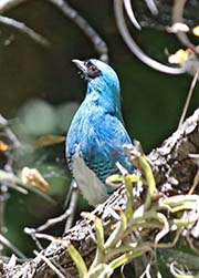 Picture/image of Swallow Tanager