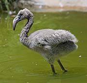 Picture/image of American Flamingo