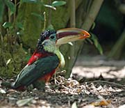 Picture/image of Curl-crested Aracari