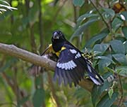 Picture/image of Black-backed Grosbeak