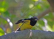 Picture/image of Black-backed Grosbeak