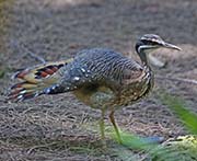 Picture/image of Sunbittern